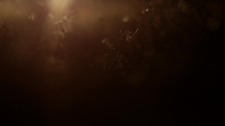 Close up of a person's feet walking through a field at sunset