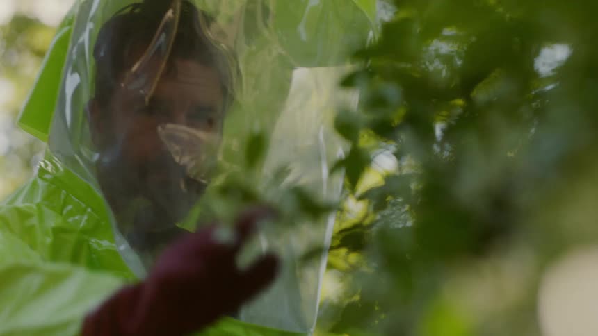 A man in protective gear examines leaves