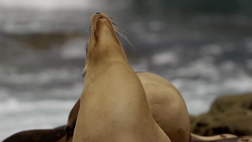 Sea lions basking on rocks by water