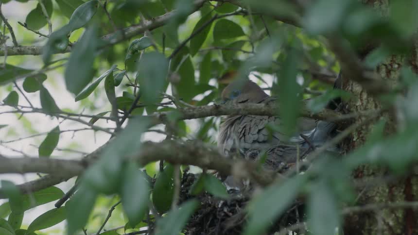 Dove perches on the tree branch
