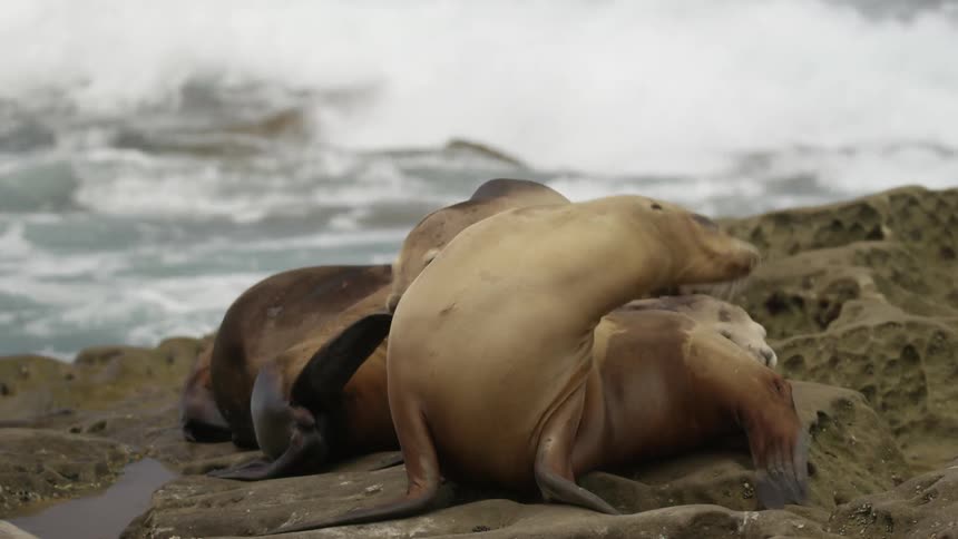 Sea lions resting on rocks by the water