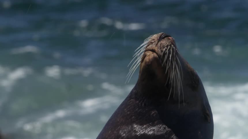 A seal stands in the sun on a remote beach