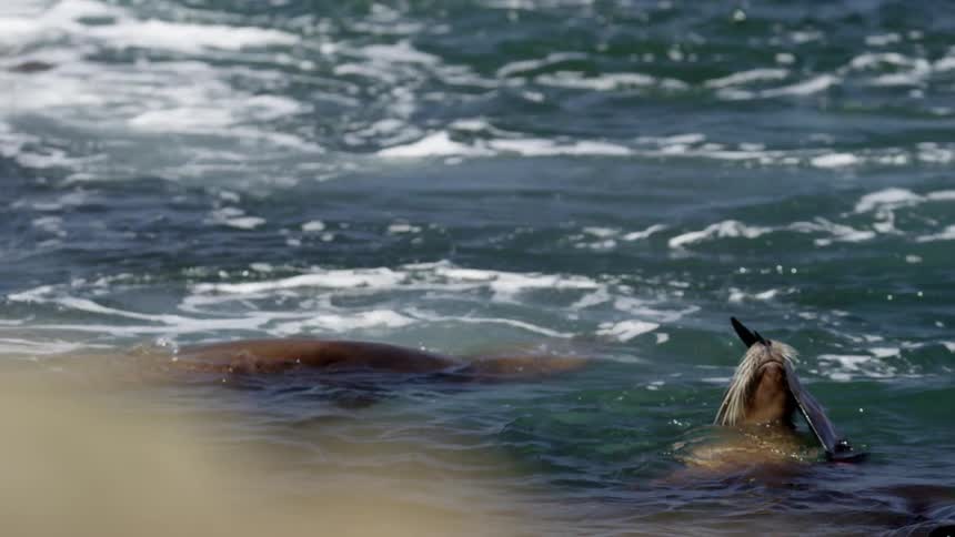 Seals are swimming in the water on a sunny day