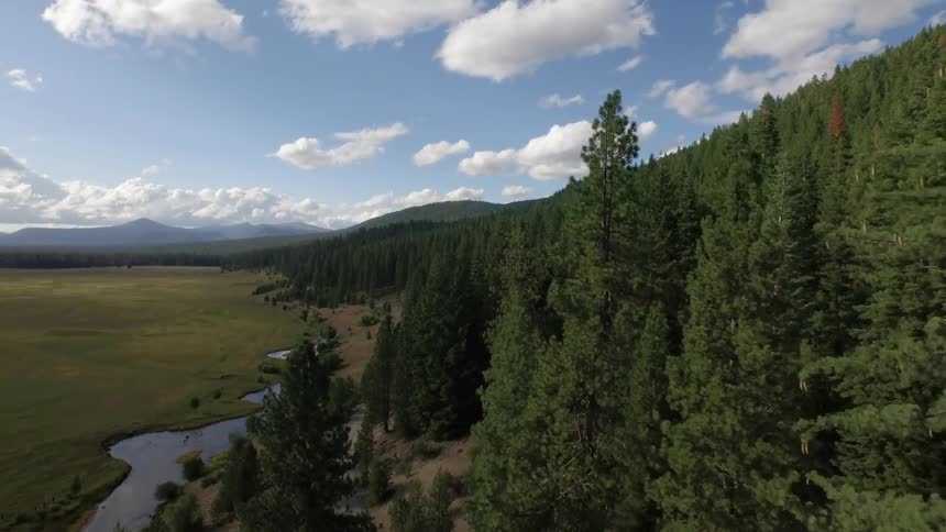 Flying through pine trees and looking out over a valley