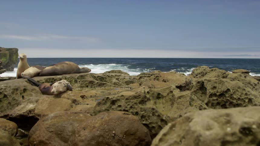A white seal throws back his head on a rocky beach