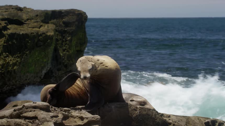 A sea lion basks in the sun on the shoreline