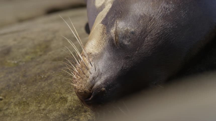 A seal is sleeping on a rock