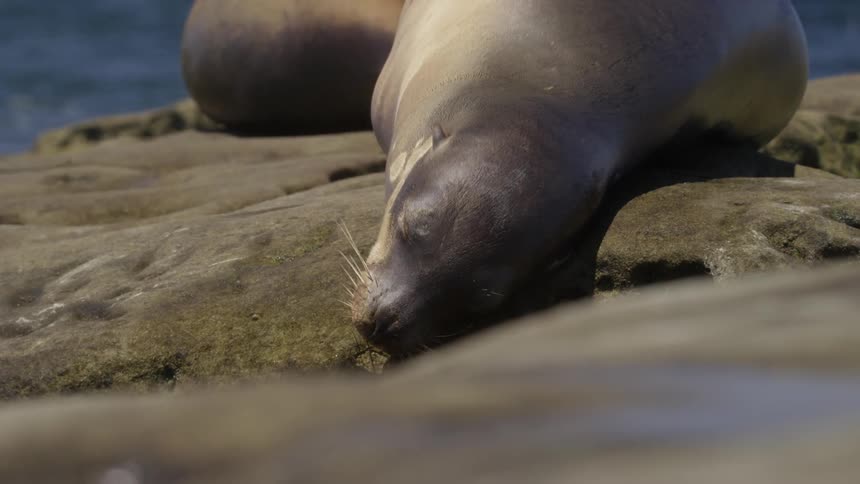 Seals are sleeping on some rocks by the shore