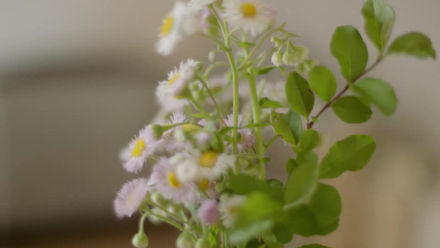 Flowers on a plant