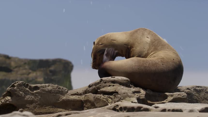 A seal is sitting on the rocks as water splashes from the surf
