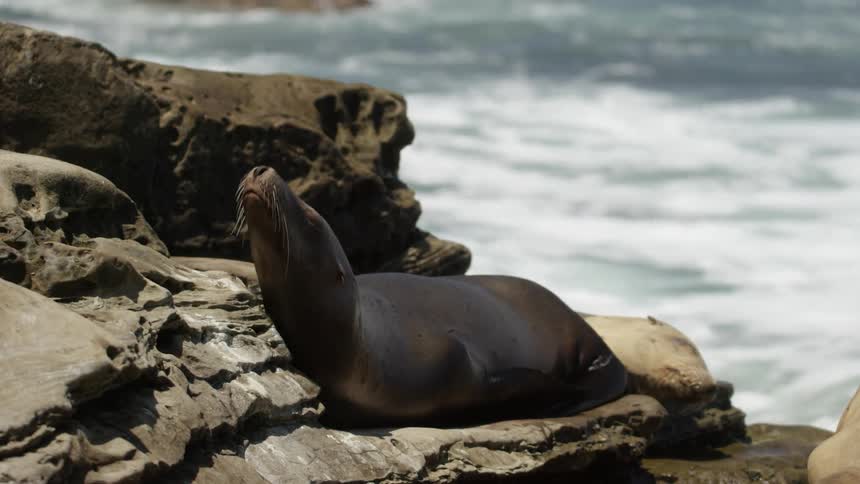 A sea lion resting on rocks by the water