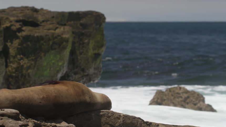 A sea lion sunbathes on rocks while ocean waves crash in the background