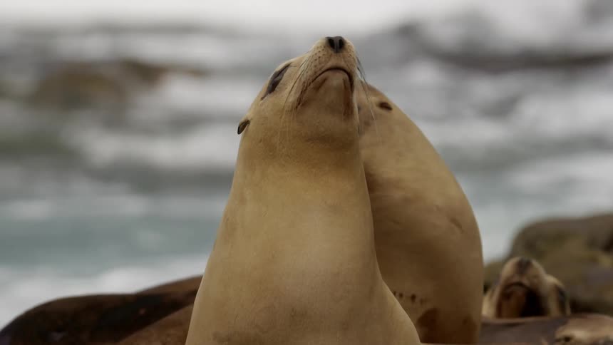 Seals on a rock in the ocean
