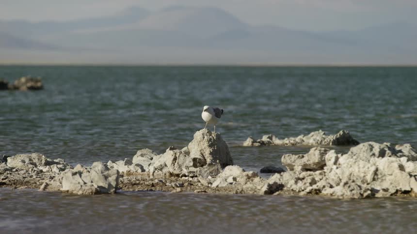 A bird rests on a rock surrounded by water