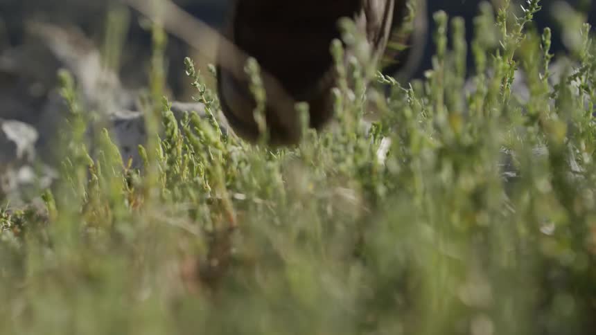 A person walks in the grass on a sunny day