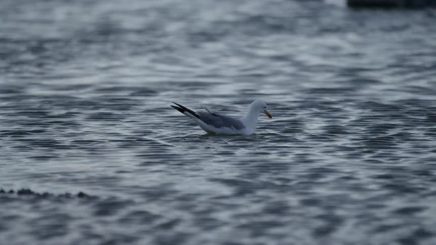 A bird dips its beak under the surface of a lake it is floating on