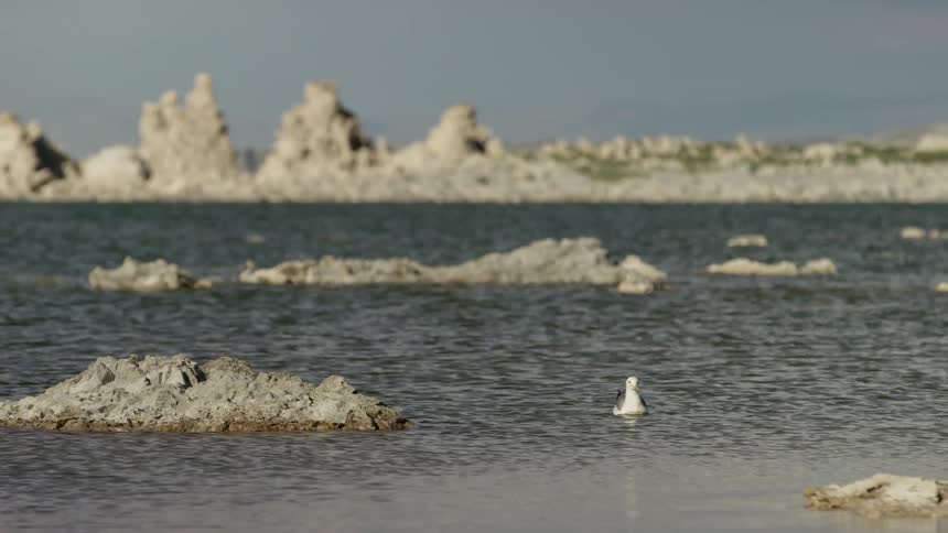 A bird swims on open water