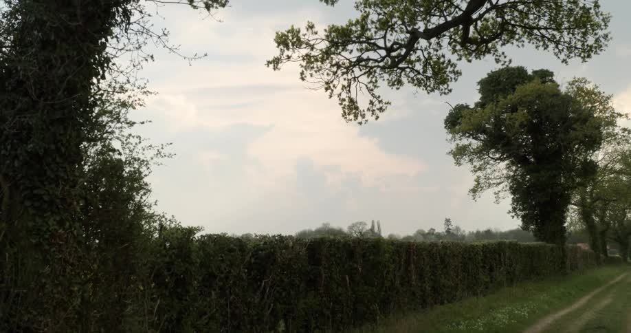 A small dirt trail runs alongside a field of crops