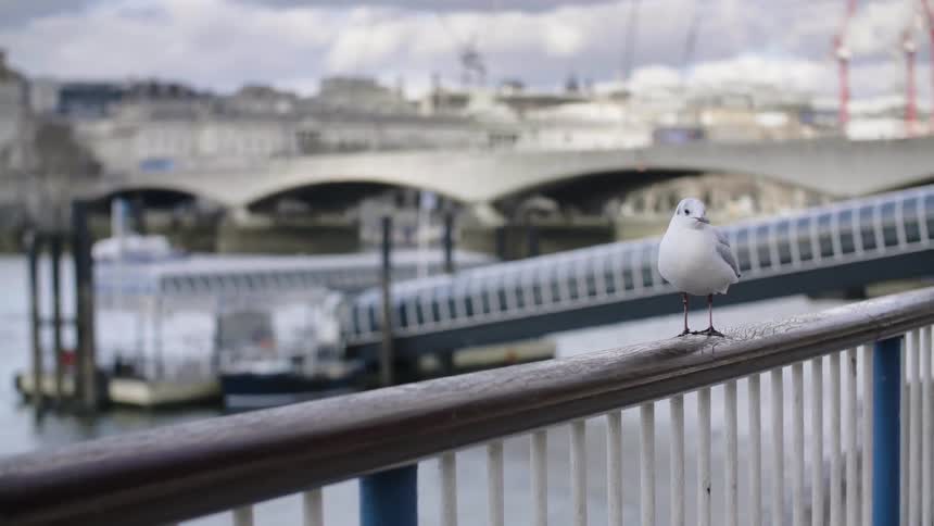 Waterbird stands on banister near river and bridge