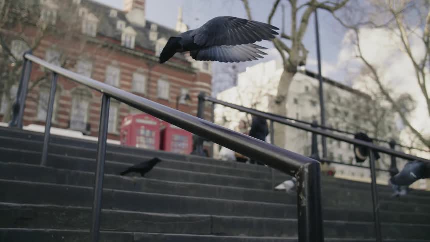 Birds fly over and stop on outdoor steps near a city sidewalk