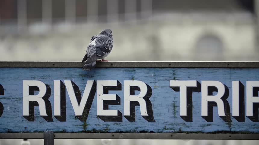 Small bird standing relaxing on small metal framed signage outdoors