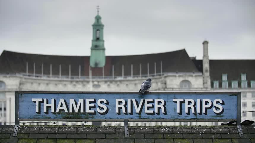 A pigeon sits on a sign advertising thames river trips