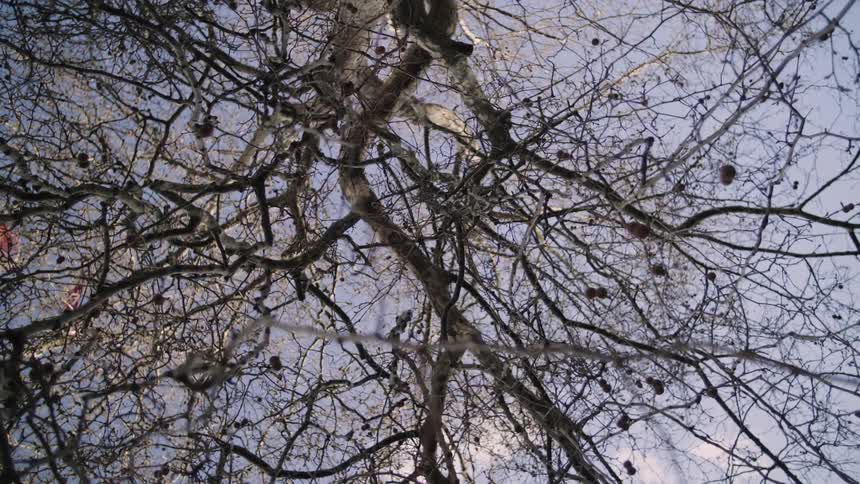 Tree branches with small pods on them