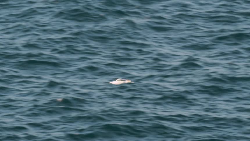 A bird flying over the ocean during the day