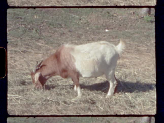 A goat standing in a grassy field eating grass