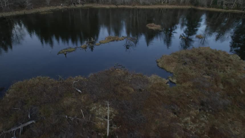 Lake weeds in the middle of a lake