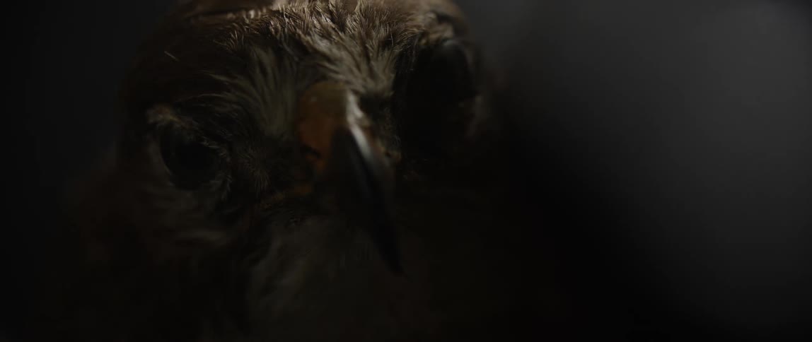 Light flickers across predatory bird reflecting in its eyes