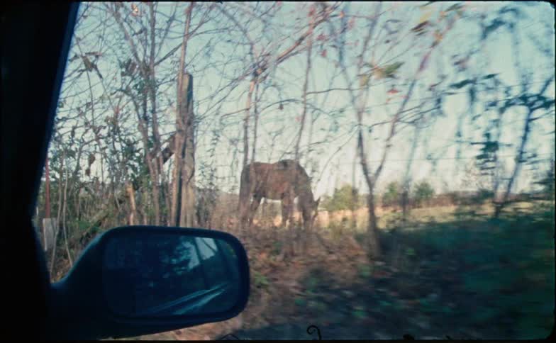 Watching a horse in the pasture from the vehicle