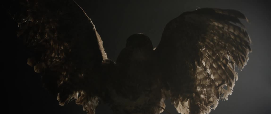 Light and shadow on a stuffed hawk with wings spread