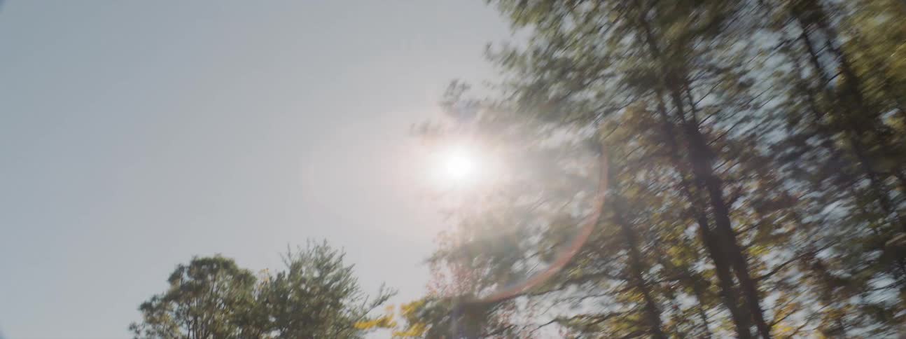 Trees with the sky and the sun above