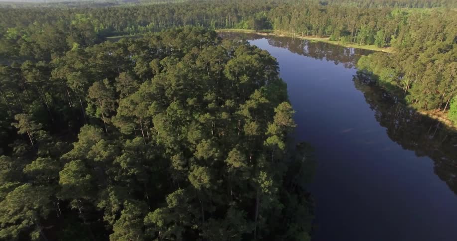 Aerial view of a forest and river during the day