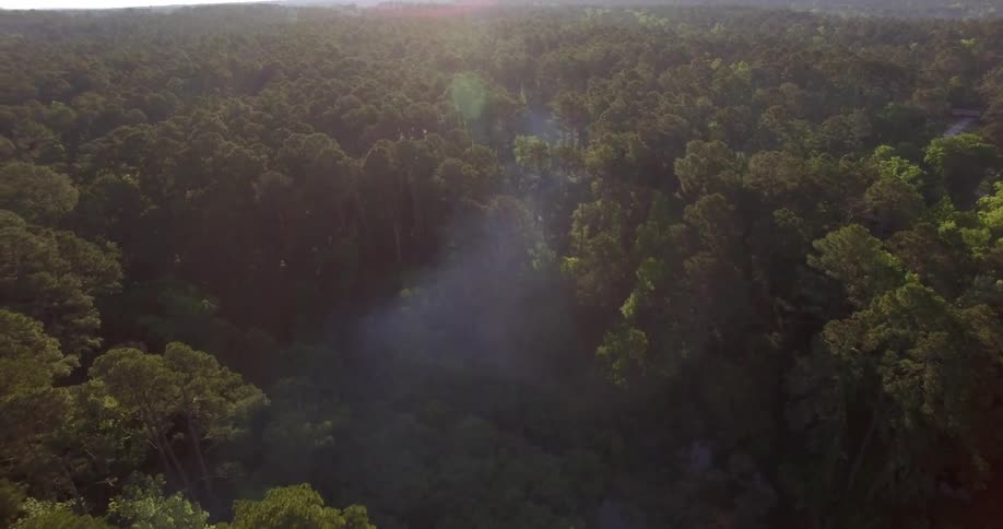 A green forest during the day