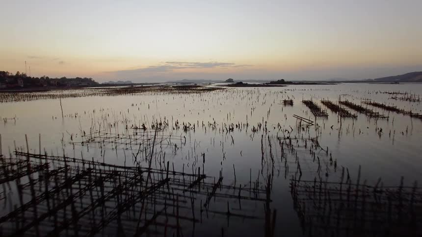 Branches stick out of the water