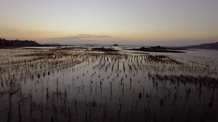 Reeds growing in a swamp