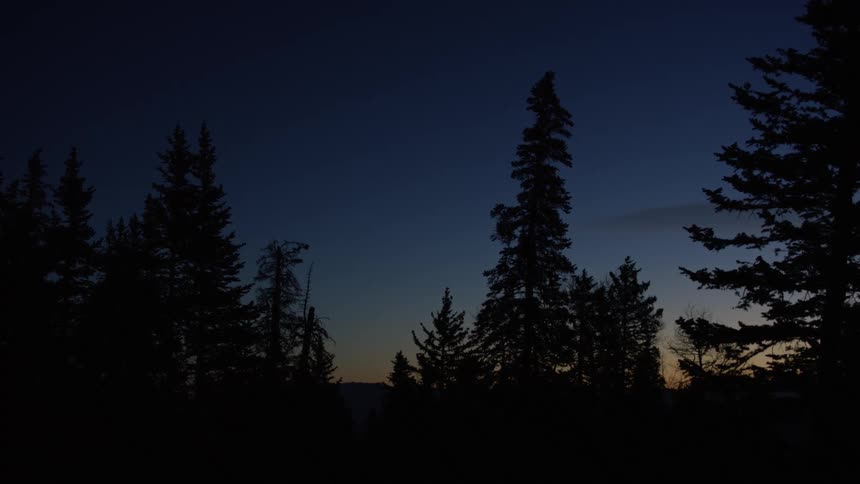 Trees sway gently in the wind in the forest