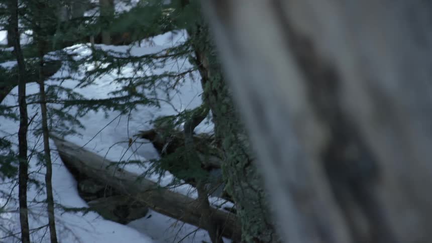A forest with trees with snow on the ground