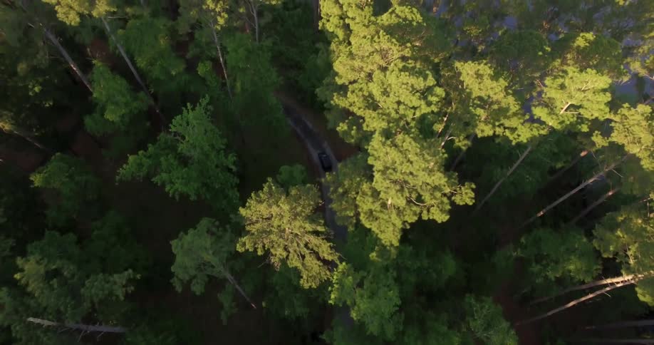 Aerial view of trees in the woods