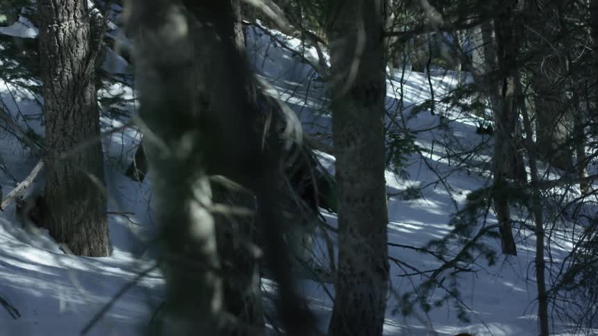 A man hikes up a snowy hill in a forest