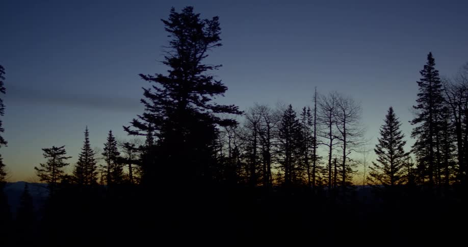 Trees silhouette sway gently in the wind at dusk