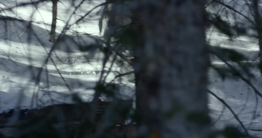Hiker man running through the snow in the middle of a forest