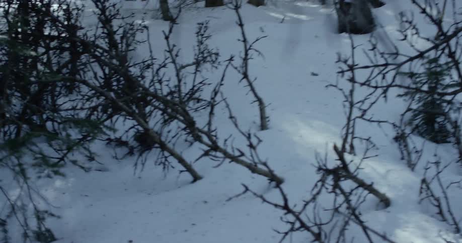 Tree branches and stump in a snow covered forest on a sunny day