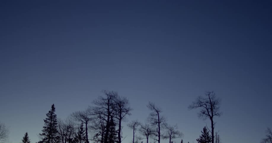 Trees silhouette and sky at dusk