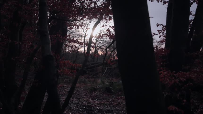 The sun streams through the trees in the fall woods