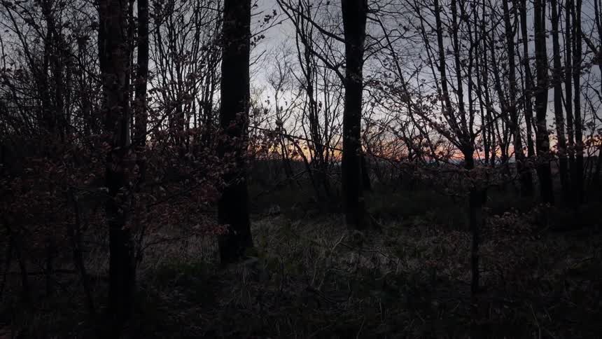 Leafless trees at dusk