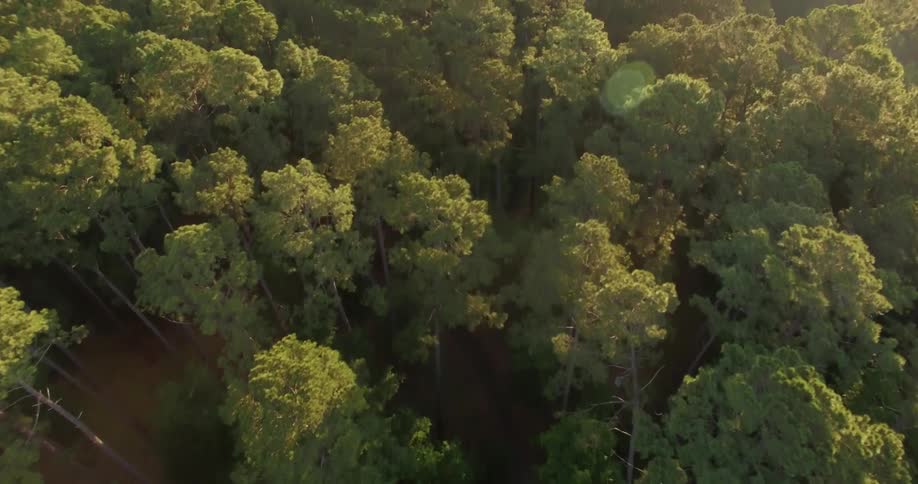 A green forest during the day