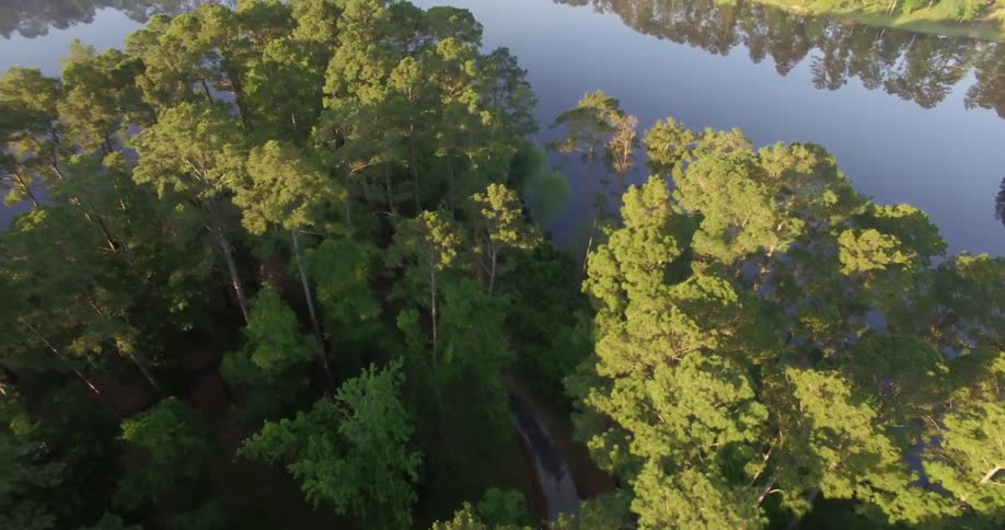 Trees near a river on a sunny day